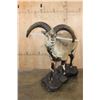 Image 3 : Life-sized BHARAL or HIMALAYAN BLUE Sheep on a Rock Base