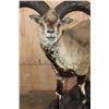 Image 4 : Life-sized BHARAL or HIMALAYAN BLUE Sheep on a Rock Base