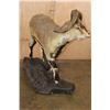 Image 5 : Life-sized BHARAL or HIMALAYAN BLUE Sheep on a Rock Base