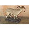 Image 6 : Life-sized BHARAL or HIMALAYAN BLUE Sheep on a Rock Base
