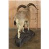 Image 7 : Life-sized BHARAL or HIMALAYAN BLUE Sheep on a Rock Base