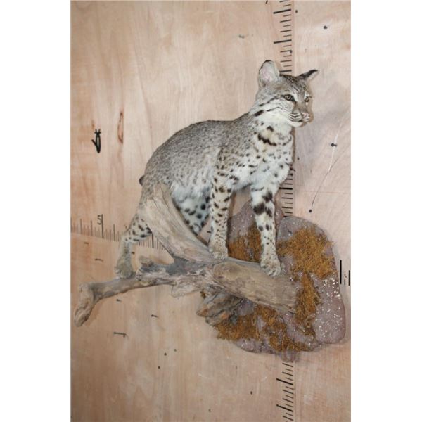 Life-sized BOBCAT on a Wall Hanging Base