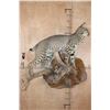Image 2 : Life-sized BOBCAT on a Wall Hanging Base