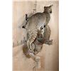 Image 3 : Life-sized BOBCAT on a Wall Hanging Base
