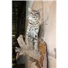 Image 4 : Life-sized BOBCAT on a Wall Hanging Base