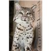 Image 5 : Life-sized BOBCAT on a Wall Hanging Base