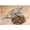 Image 6 : Life-sized BOBCAT on a Wall Hanging Base