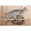 Image 7 : Life-sized BOBCAT on a Wall Hanging Base