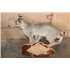 Image 8 : Life-sized BOBCAT on a Wall Hanging Base