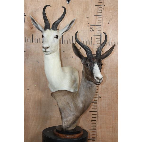 Double SPRINGBOK Table Pedestal Mount, 1 White and 1 Chocolate SPRINGBOK