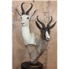 Image 1 : Double SPRINGBOK Table Pedestal Mount, 1 White and 1 Chocolate SPRINGBOK