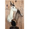Image 2 : Double SPRINGBOK Table Pedestal Mount, 1 White and 1 Chocolate SPRINGBOK