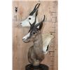 Image 3 : Double SPRINGBOK Table Pedestal Mount, 1 White and 1 Chocolate SPRINGBOK