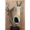 Image 4 : Double SPRINGBOK Table Pedestal Mount, 1 White and 1 Chocolate SPRINGBOK