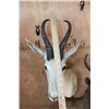 Image 5 : Double SPRINGBOK Table Pedestal Mount, 1 White and 1 Chocolate SPRINGBOK