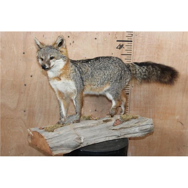 Life-sized GREY FOX Mounted on a Log Base