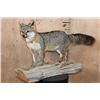 Image 1 : Life-sized GREY FOX Mounted on a Log Base