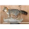 Image 2 : Life-sized GREY FOX Mounted on a Log Base