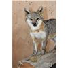 Image 3 : Life-sized GREY FOX Mounted on a Log Base