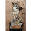 Image 4 : Life-sized GREY FOX Mounted on a Log Base