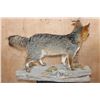 Image 5 : Life-sized GREY FOX Mounted on a Log Base