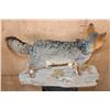 Image 6 : Life-sized GREY FOX Mounted on a Log Base