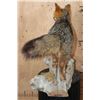 Image 7 : Life-sized GREY FOX Mounted on a Log Base