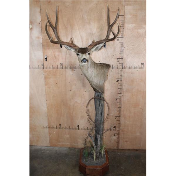 XL 11-Point MULE DEER on a Wood Pedestal with Wheels
