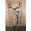 Image 1 : XL 11-Point MULE DEER on a Wood Pedestal with Wheels