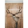 Image 2 : XL 11-Point MULE DEER on a Wood Pedestal with Wheels
