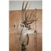Image 4 : XL 11-Point MULE DEER on a Wood Pedestal with Wheels