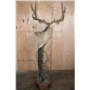 Image 7 : XL 11-Point MULE DEER on a Wood Pedestal with Wheels