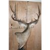 Image 8 : XL 11-Point MULE DEER on a Wood Pedestal with Wheels