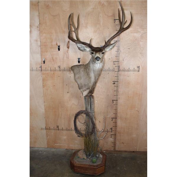 12-Point MULE DEER on a Wood Pedestal with Wheels