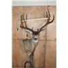 Image 2 : 12-Point MULE DEER on a Wood Pedestal with Wheels