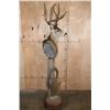 Image 3 : 12-Point MULE DEER on a Wood Pedestal with Wheels