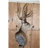 Image 4 : 12-Point MULE DEER on a Wood Pedestal with Wheels