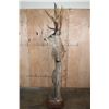 Image 5 : 12-Point MULE DEER on a Wood Pedestal with Wheels