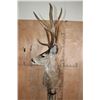 Image 6 : 12-Point MULE DEER on a Wood Pedestal with Wheels