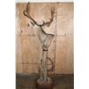 Image 8 : 12-Point MULE DEER on a Wood Pedestal with Wheels