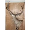 Image 9 : 12-Point MULE DEER on a Wood Pedestal with Wheels