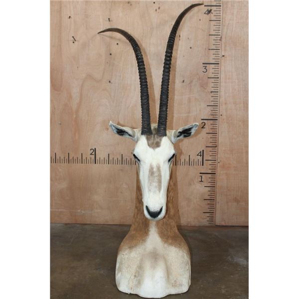 *TEXAS RESIDENTS ONLY* Big SCIMITAR HORNED ORYX Table Pedestal Mount