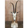 Image 1 : *TEXAS RESIDENTS ONLY* Big SCIMITAR HORNED ORYX Table Pedestal Mount