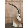 Image 2 : *TEXAS RESIDENTS ONLY* Big SCIMITAR HORNED ORYX Table Pedestal Mount