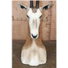 Image 6 : *TEXAS RESIDENTS ONLY* Big SCIMITAR HORNED ORYX Table Pedestal Mount