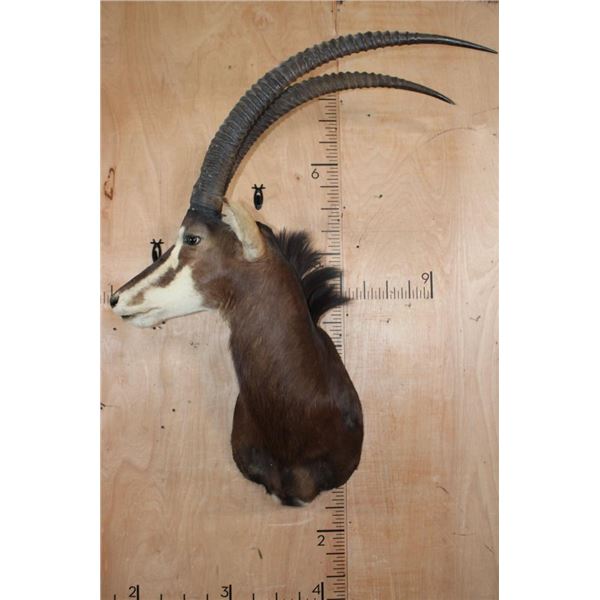 XL SABLE Shoulder Mount