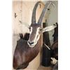 Image 2 : XL SABLE Shoulder Mount