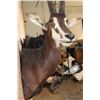 Image 5 : XL SABLE Shoulder Mount