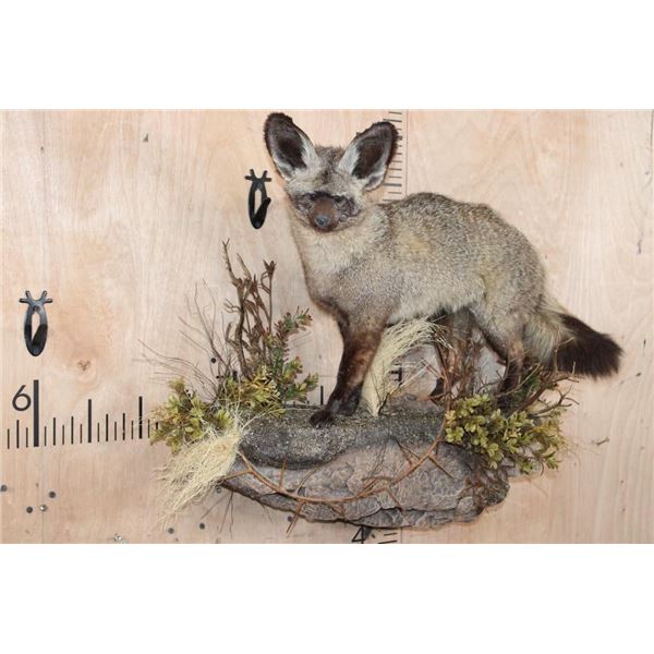 Life-sized BAT-EARED FOX on a Decorative Wall Base