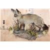 Image 2 : Life-sized BAT-EARED FOX on a Decorative Wall Base